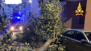 Ancona - Albero crolla sulle auto in sosta in via Redipuglia